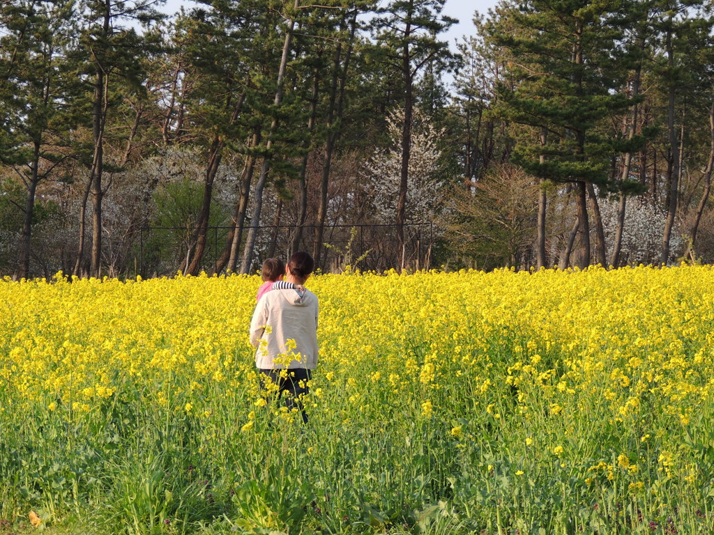 菜の花と母子