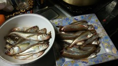 秋田名物ハタハタ