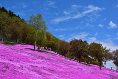 芝桜