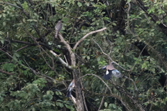 ツミ＆カケス20251023