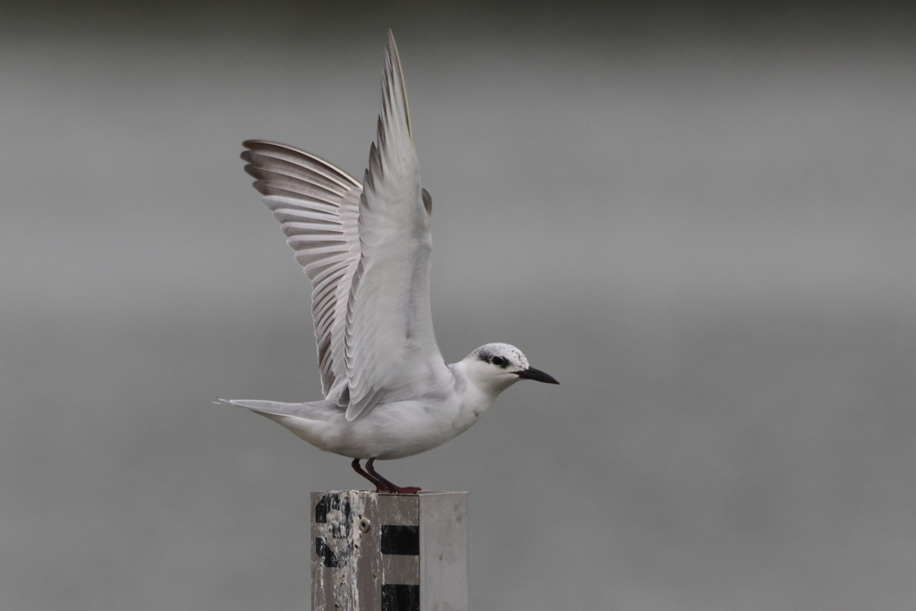 クロハラアジサシ冬羽20251113