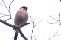 210227 ウソ１