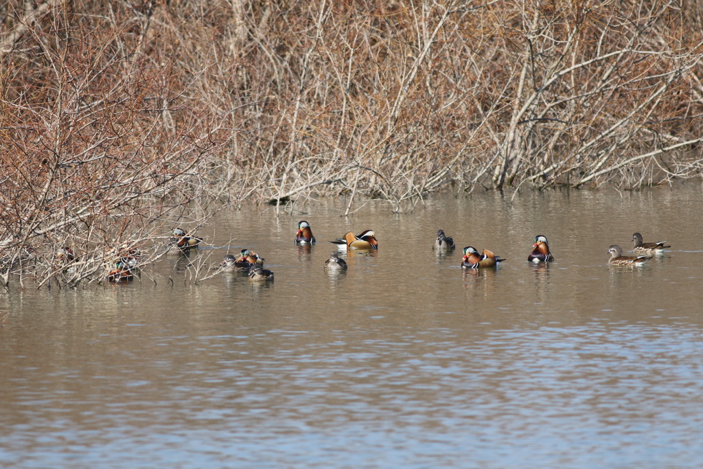 オシドリの散歩