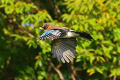 ドングリカケス