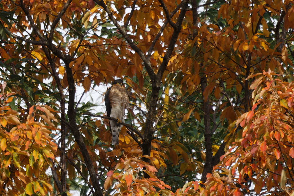 ハイタカ紅葉20251205