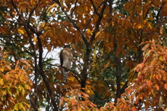 ハイタカ紅葉20251205