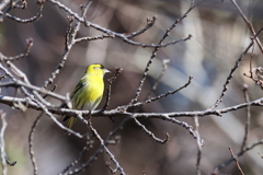 210219マヒワ