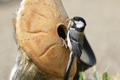 シジュウカラ