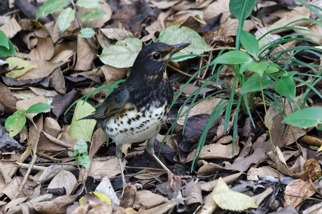 クロツグミ20251027