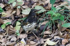 クロツグミ20251027 クロツグミ20251027