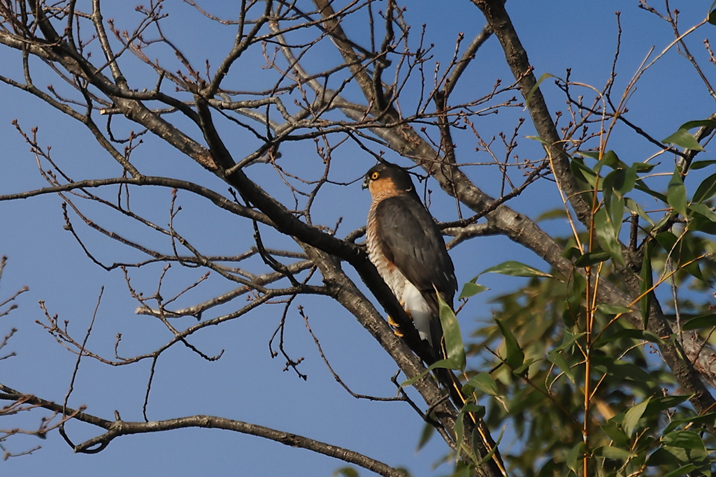 ハイタカ20251227