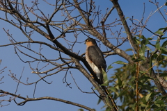 ハイタカ20251227