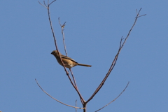 0/01/09ベニ　♀
