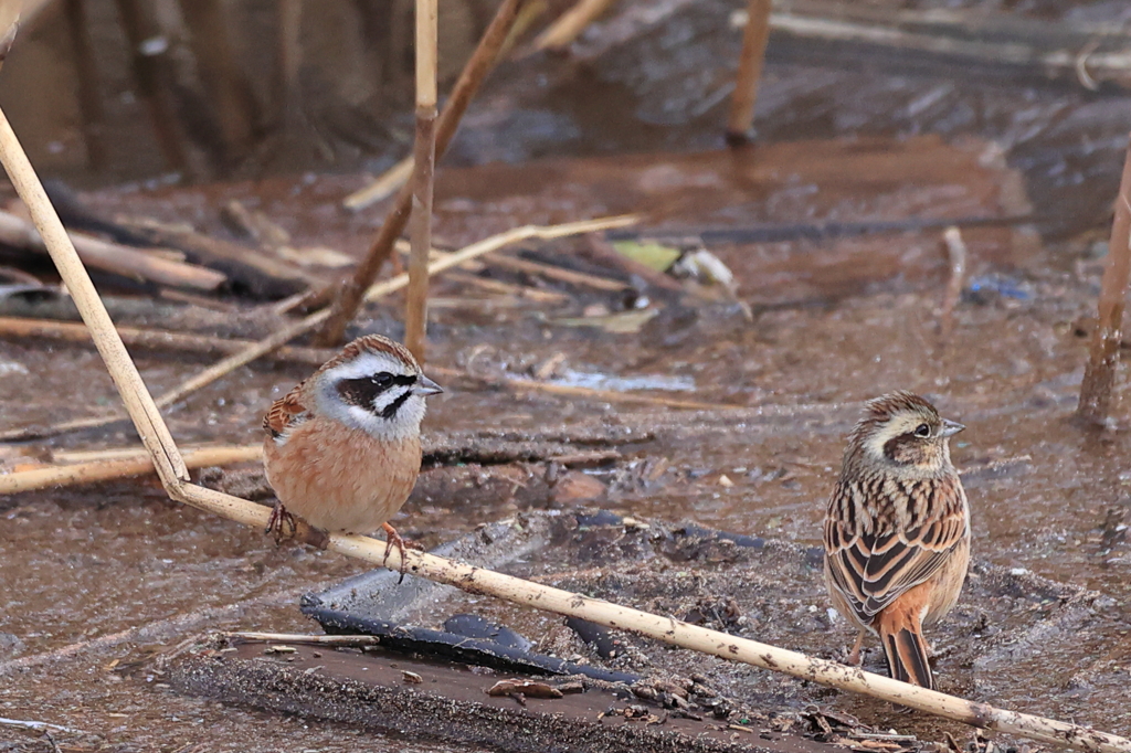 2022 0117 ホオジロ夫婦