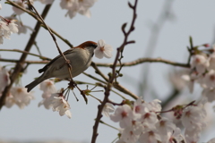 20190407♂
