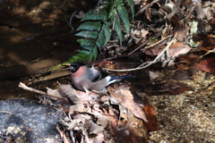 210227  ウソ♂