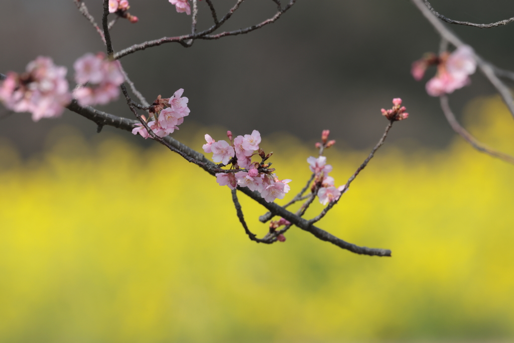 河津桜