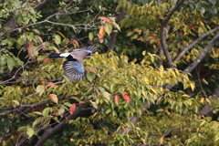 20211011 カケス