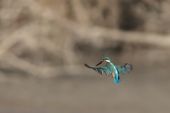 2021 1119 カワセミ　ホバリング