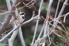 ミヤマホウジロ