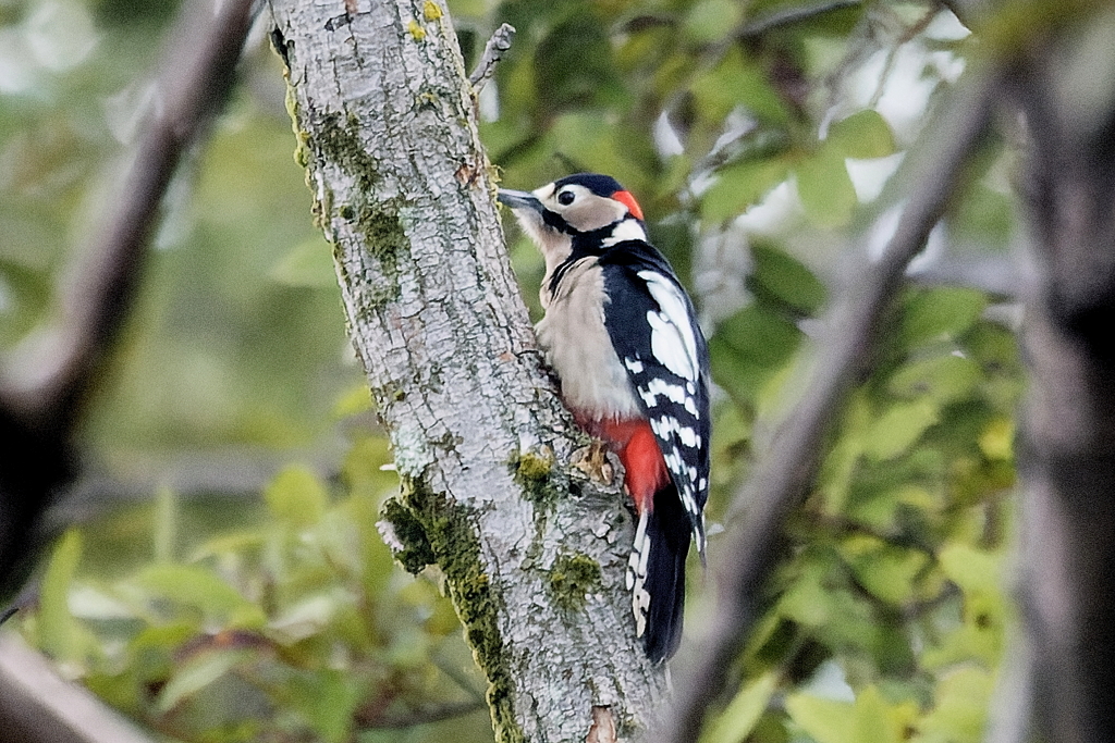 アカゲラ♂　20241027