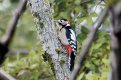 アカゲラ♂　20241027
