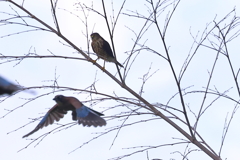 ツミ＆カケス - 20251023