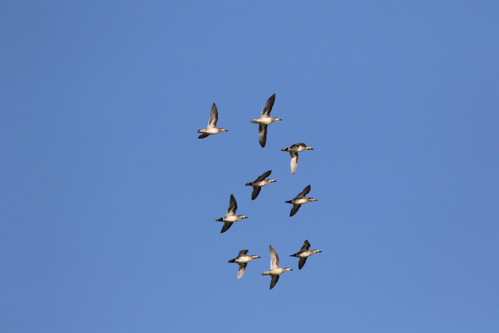 トモエ　御一行様
