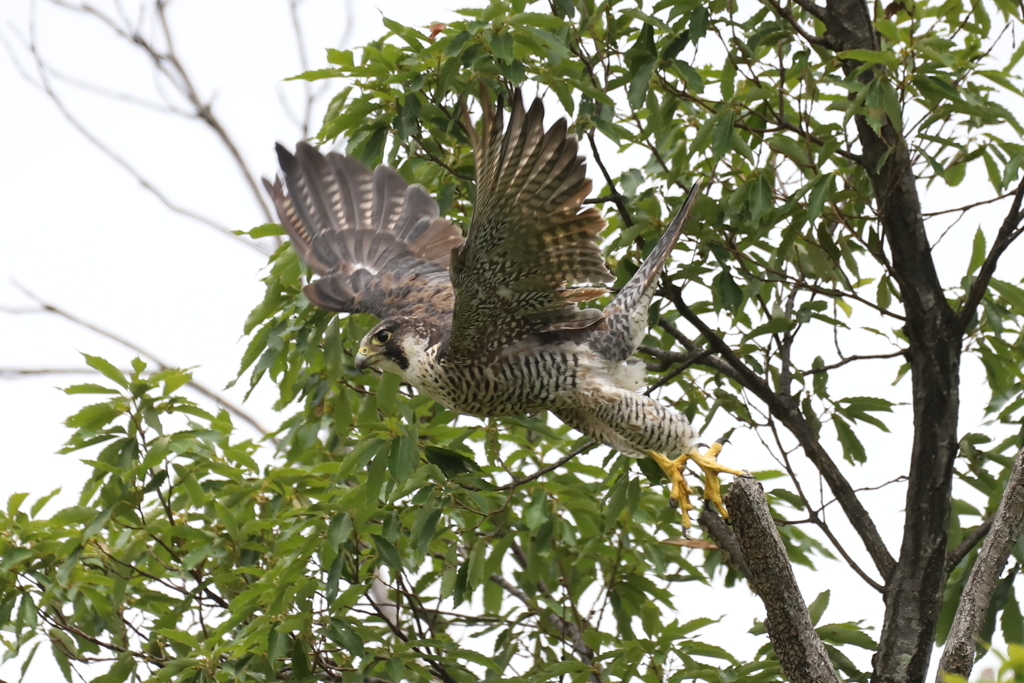 ハヤブサの飛び出し