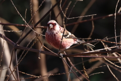 2022 0109  ベニマシコ♂