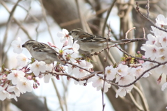 20190407ニュウナイスズメ 2羽