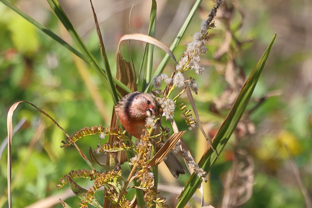 ベニマシコ♂20251122