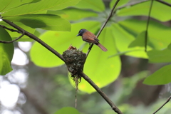 20200624サンコウチョウ