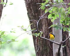 20200929キビタキ