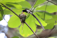 20200624 サンコウチョウ３