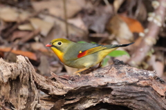 201229ソウシチョウ１