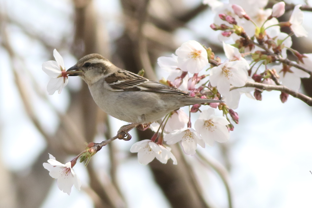 201900407ニュウナイスズメ２