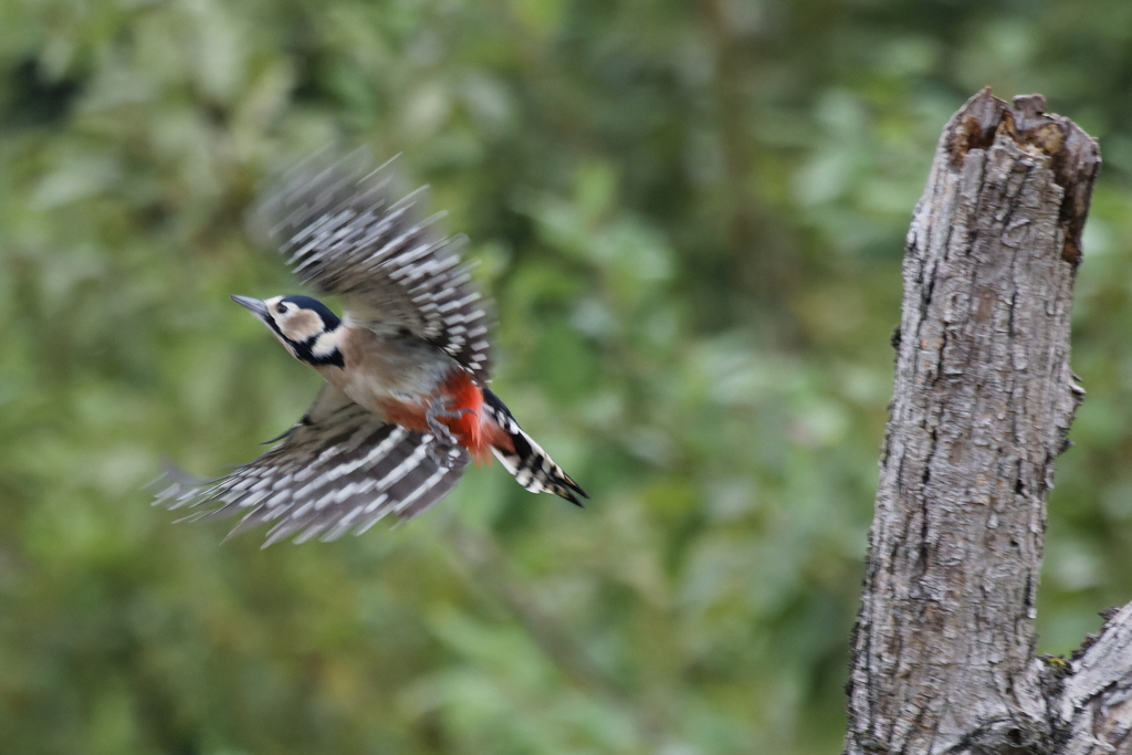 アカゲラ♀飛びだし20251113