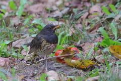 クロツグミ柿20251112