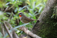 ノゴマ20251027 ノゴマ20251027