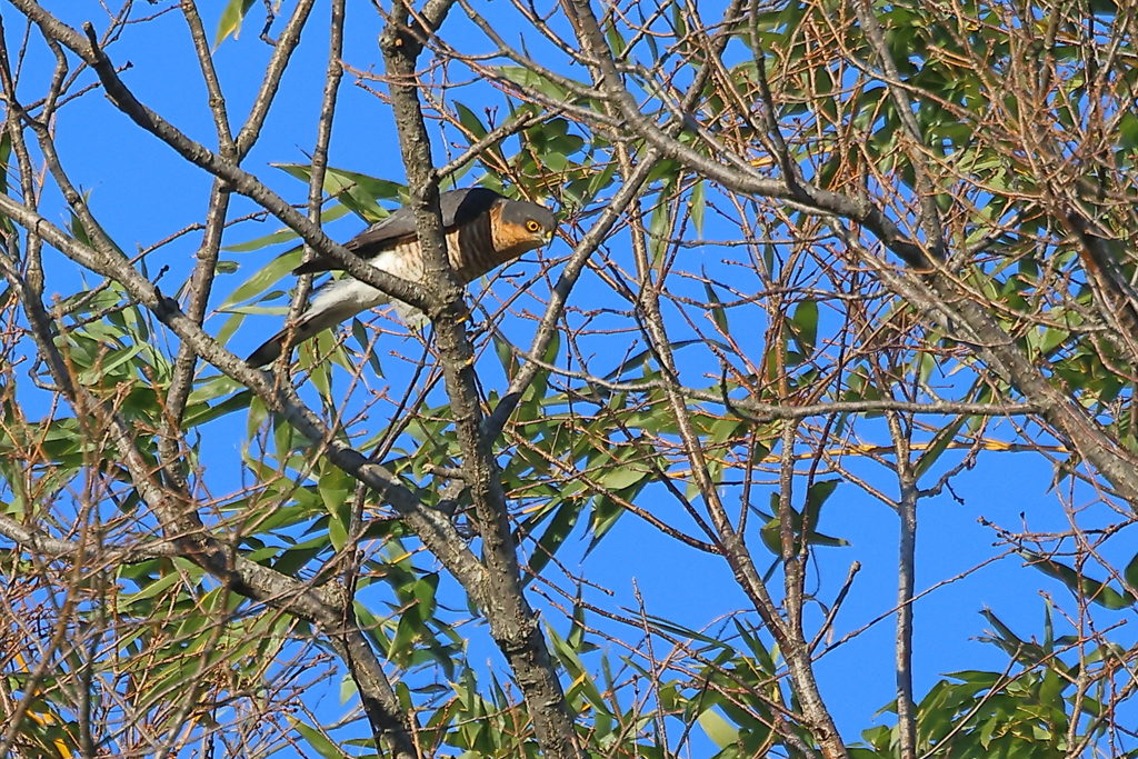 ハイタカ20251222