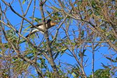 ハイタカ20251222