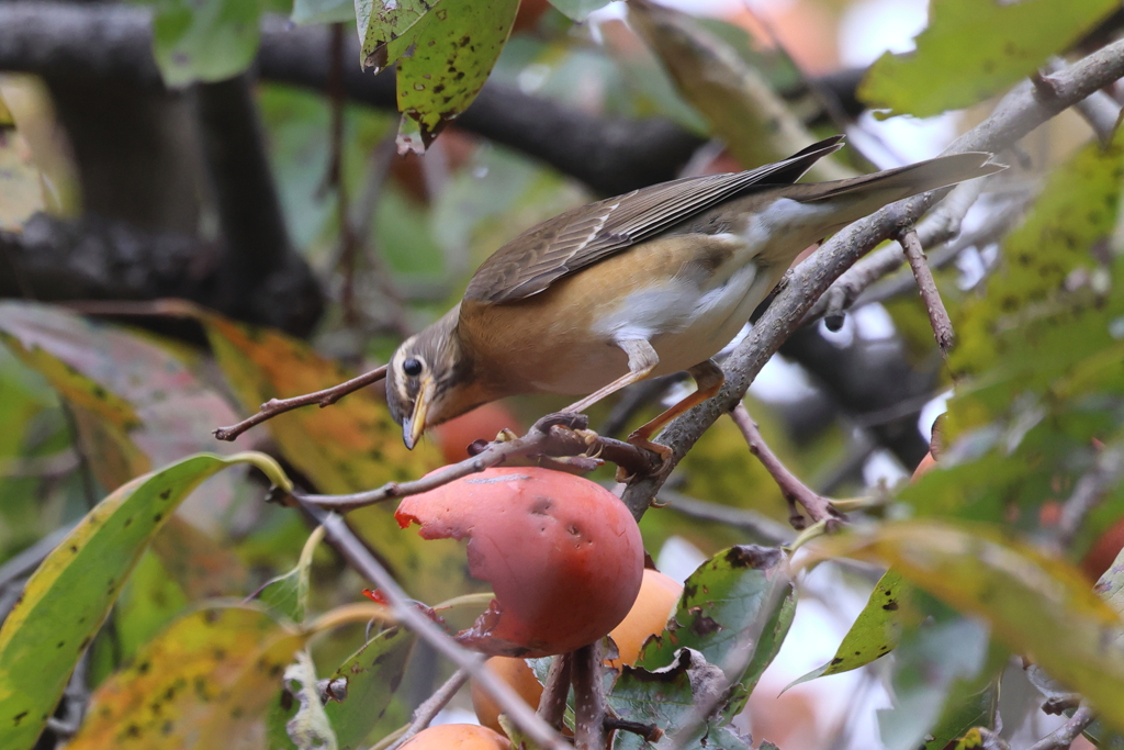 マミチャジナイ20251112