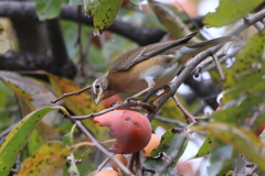 マミチャジナイ20251112