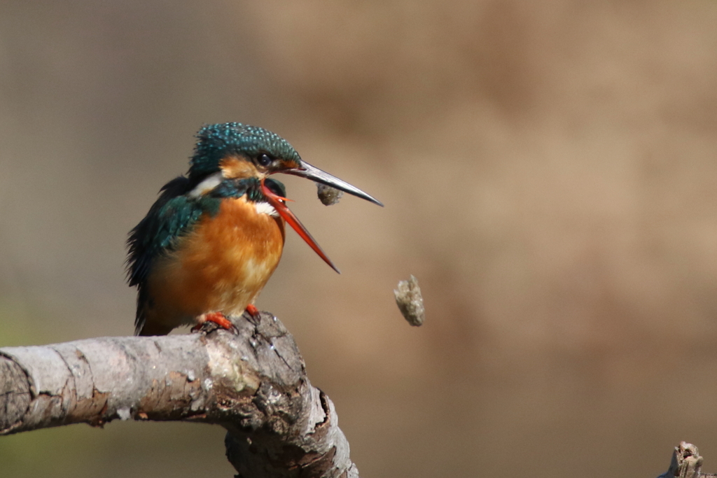 20/0207　カワセミ