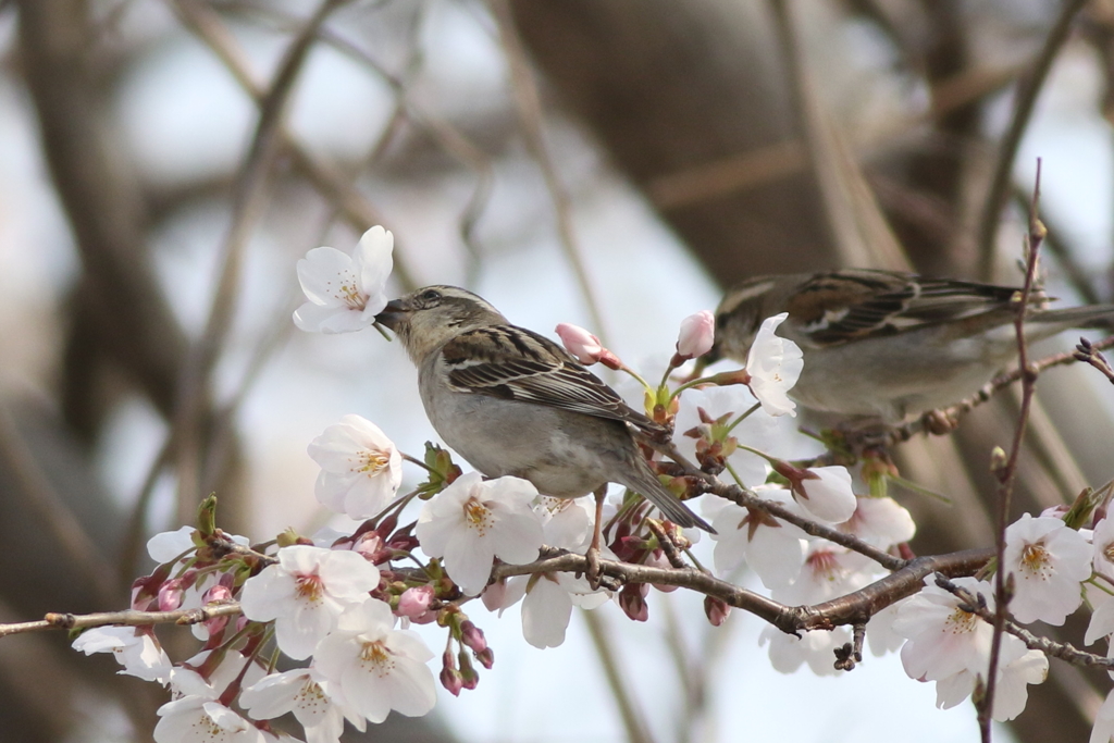 20190407　ニュウナイスズメ１