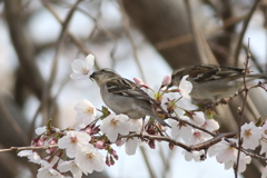 20190407　ニュウナイスズメ１