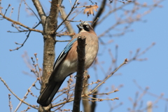 20190316 カケス