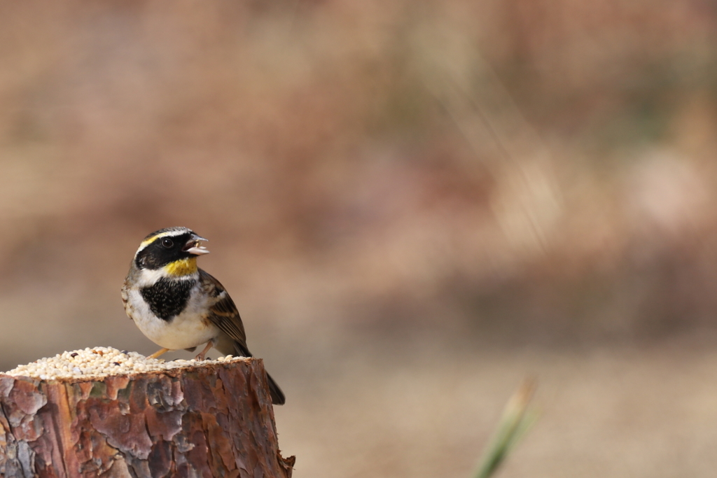 ミヤ　ちゃん登場
