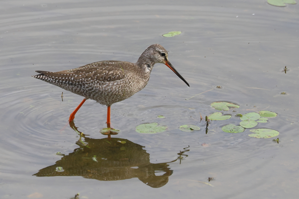 ツルシギ20251030